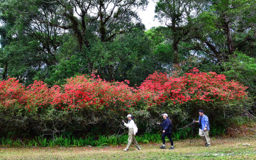 Phu Luang, Loei - A Refined Escape into Thailand’s Wild Floral Sanctuary
