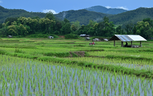 When Pai Turns Green: A Rainy Season Escape
